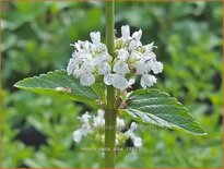 Nepeta nuda 'Alba'