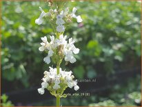 Nepeta nuda 'Alba'