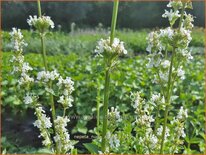 Nepeta nuda 'Alba'