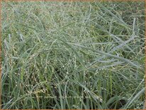 Panicum virgatum &#39;Prairie Sky&#39;