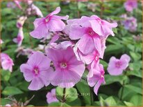 Phlox &#39;Eva Cullum&#39;