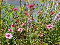 Potentilla nepalensis &#39;Miss Willmott&#39;