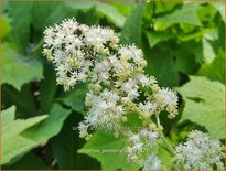 Rodgersia podophylla