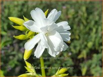 Saponaria officinalis 'Betty Arnold'