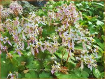 Saxifraga cortusifolia &#39;Sibyll Trelawney&#39;