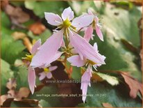 Saxifraga cortusifolia &#39;Sibyll Trelawney&#39;