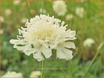 Scabiosa ochroleuca