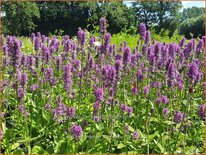 Stachys monieri &#39;Hummelo&#39;