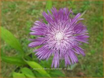 Stokesia laevis 'Colorwheel'