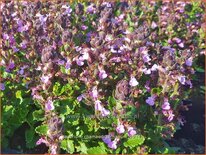 Teucrium chamaedrys &#39;Nanum&#39;