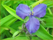 Tradescantia &#39;J.C. Weguelin&#39;