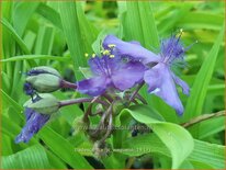 Tradescantia &#39;J.C. Weguelin&#39;