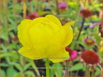 Trollius europaeus &#39;Lemon Supreme&#39;