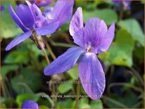 Viola odorata &#39;Königin Charlotte&#39;