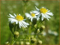 Aster ericoides 'Alaska'