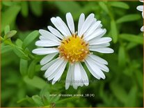 Aster ericoides 'Alaska'