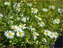 Aster ericoides 'Alaska'