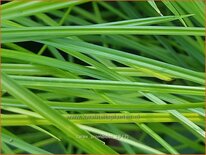 Carex bromoides