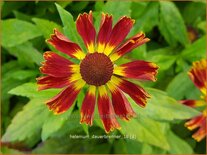 Helenium 'Dauerbrenner'