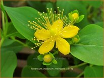 Hypericum inodorum 'Rheingold'