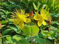 Hypericum inodorum 'Rheingold'