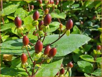 Hypericum inodorum 'Rheingold'