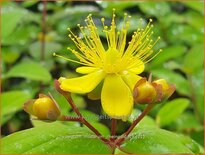 Hypericum inodorum 'Rheingold'