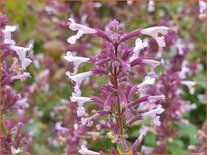 Nepeta &#39;Florina&#39;