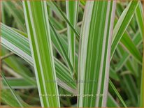 Phalaris arundinacea 'Dwarf Garters'