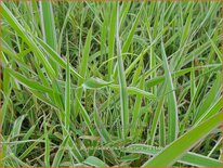 Phalaris arundinacea 'Dwarf Garters'