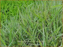 Phalaris arundinacea 'Dwarf Garters'