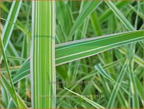 Phalaris arundinacea 'Dwarf Garters'