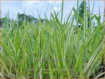 Phalaris arundinacea 'Dwarf Garters'