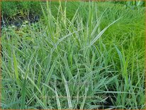 Phalaris arundinacea 'Dwarf Garters'