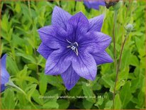 Platycodon grandiflorus 'Hakone Blue'