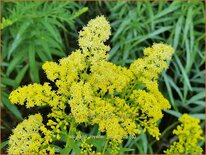 Solidago &#39;Loysder Crown&#39;