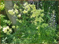 Thalictrum lucidum