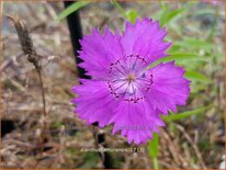 Dianthus amurensis