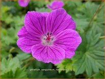 Geranium sanguineum &#39;Hannelore&#39;