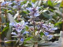 Ajuga reptans 'Mini Mahogany'