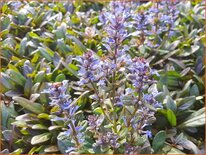 Ajuga reptans 'Mini Mahogany'