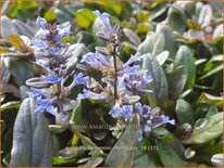 Ajuga reptans 'Mini Mahogany'