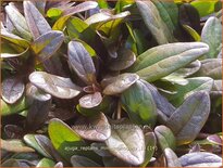 Ajuga reptans 'Mini Mahogany'