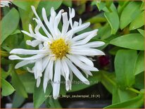 Aster novi-belgii 'Zauberspiel'