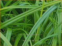 Carex 'Ribbon Falls'