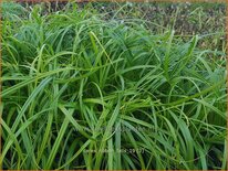 Carex 'Ribbon Falls'