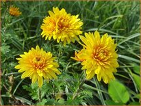 Chrysanthemum &#39;Juno&#39;