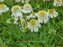 Echinacea purpurea &#39;Delicious Nougat&#39;