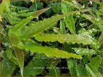 Epimedium &#39;Spine Tingler&#39;