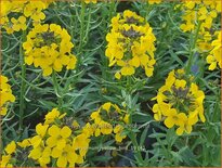 Erysimum &#39;Yellow Bird&#39;